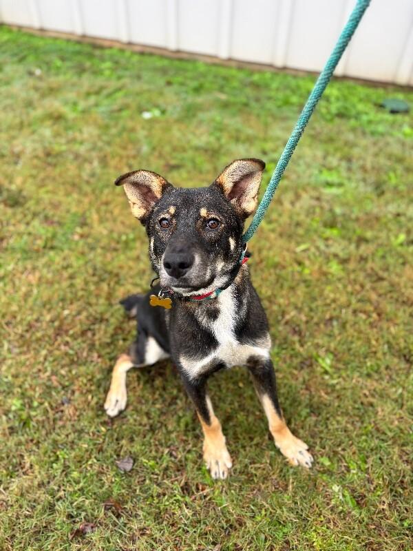 Enlarge Giselle, a Adoptable mixed breed in Berkeley Heights, NJ image 4/6