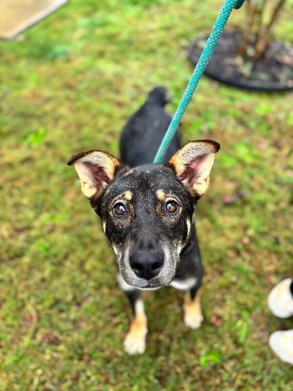 Enlarge Giselle, a Adoptable mixed breed in Berkeley Heights, NJ image 5/6