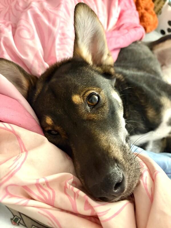 Enlarge Giselle, a Adoptable mixed breed in Berkeley Heights, NJ image 4/6