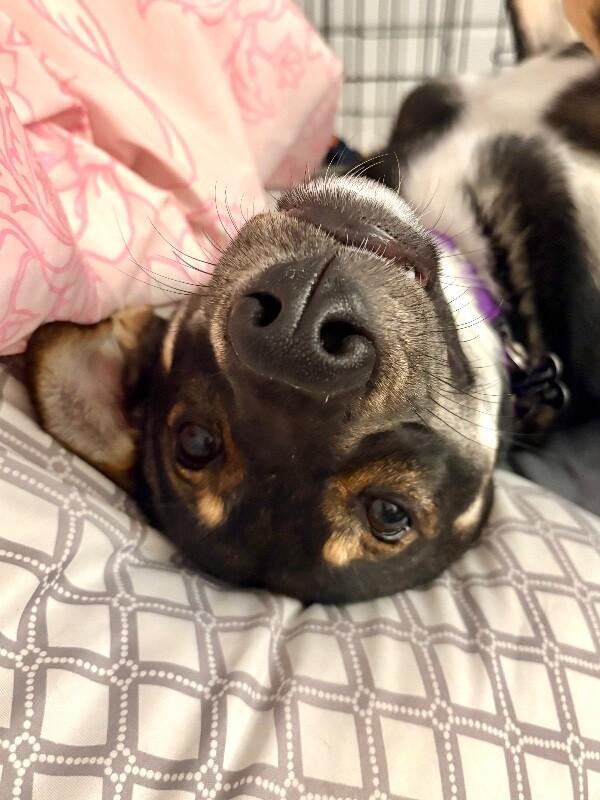 Enlarge Giselle, a Adoptable mixed breed in Berkeley Heights, NJ image 5/6