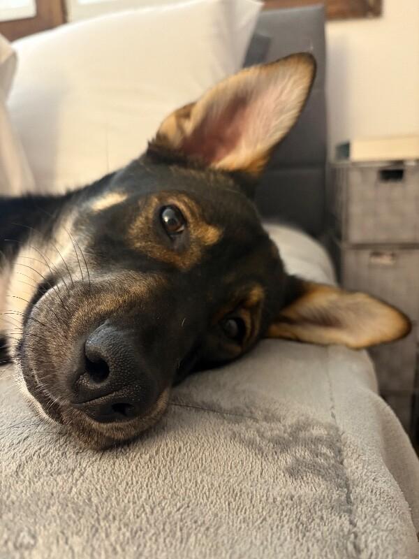 Giselle, Adoptable, Adult Female Shepherd & Mixed Breed.