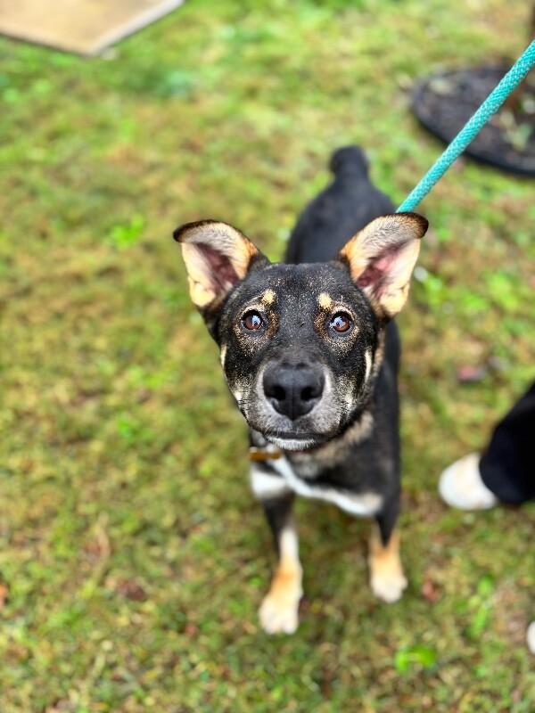 Enlarge Giselle, a Adoptable mixed breed in Berkeley Heights, NJ image 6/6