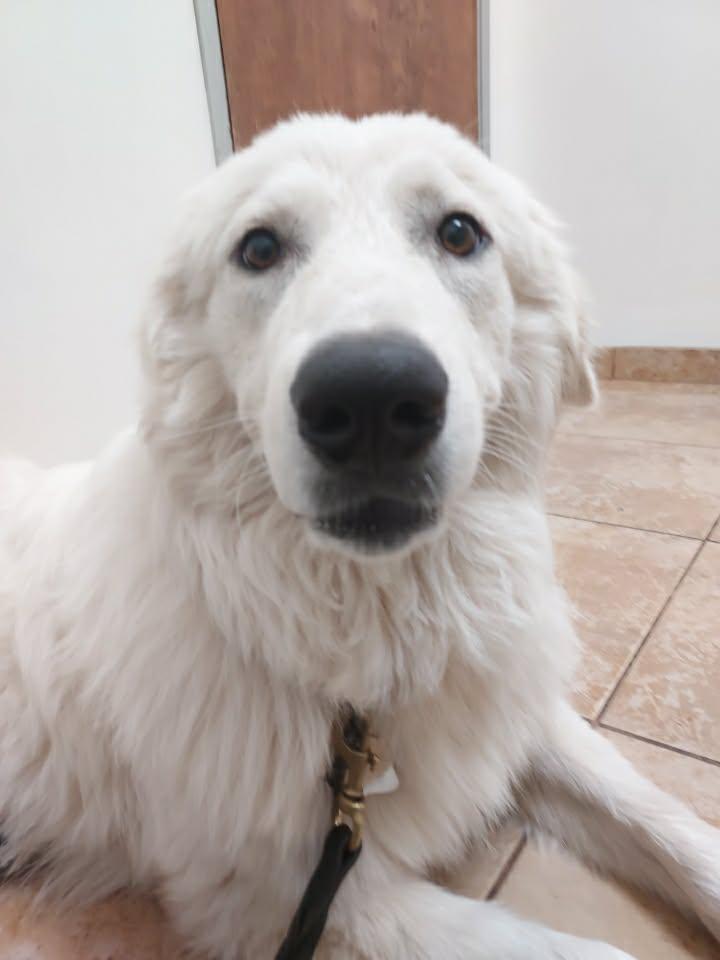 Huck SAT, Adoptable, Young Male Great Pyrenees.