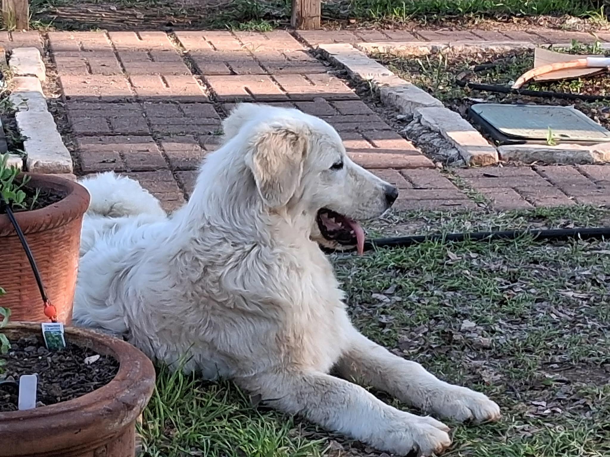 Huck SAT, a Adoptable Great Pyrenees in Quinlan, TX image 2/6