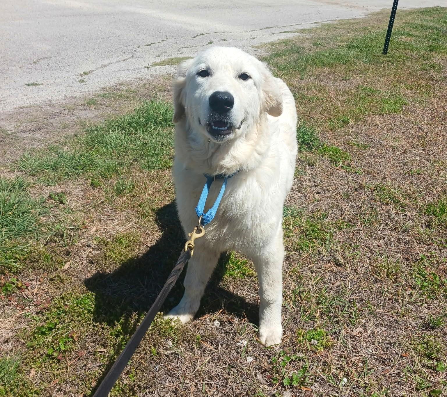 Huck SAT, a Adoptable Great Pyrenees in Quinlan, TX image 3/6