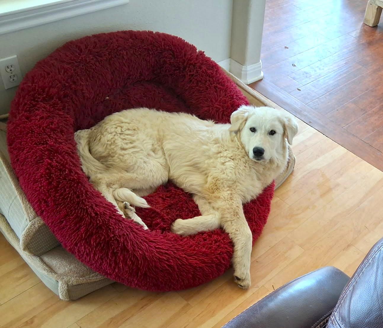Huck SAT, a Adoptable Great Pyrenees in Quinlan, TX image 4/6