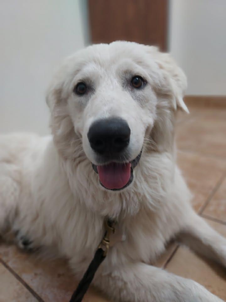 Huck SAT, a Adoptable Great Pyrenees in Quinlan, TX image 5/6
