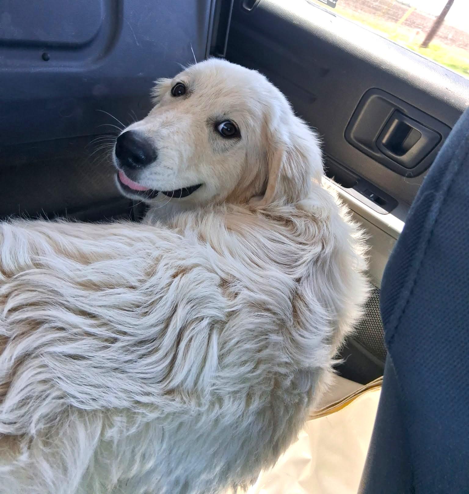 Huck SAT, a Adoptable Great Pyrenees in Quinlan, TX image 6/6