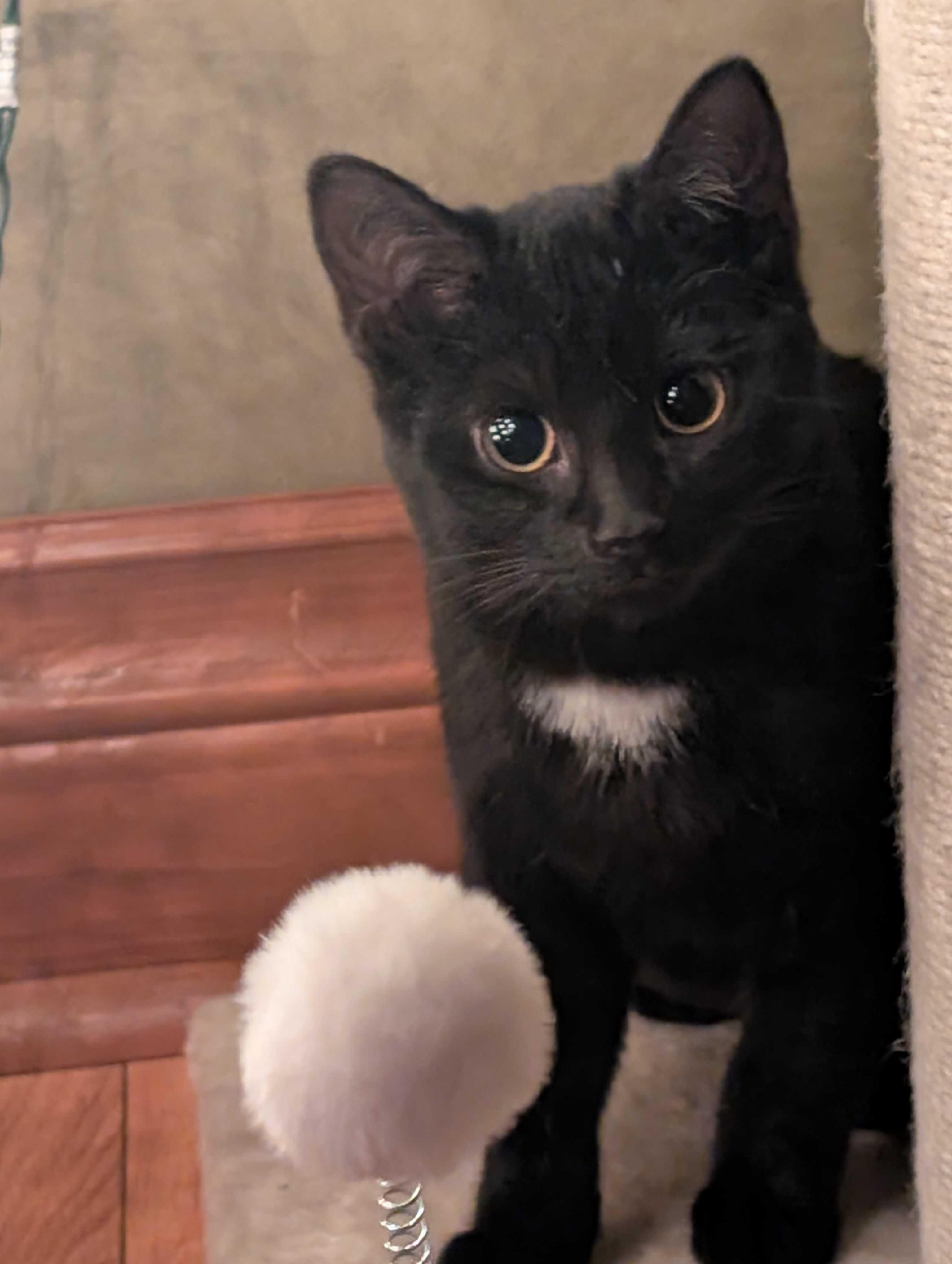 Enlarge Crest, an adopted Domestic Short Hair in Wakefield, QC image 3/6