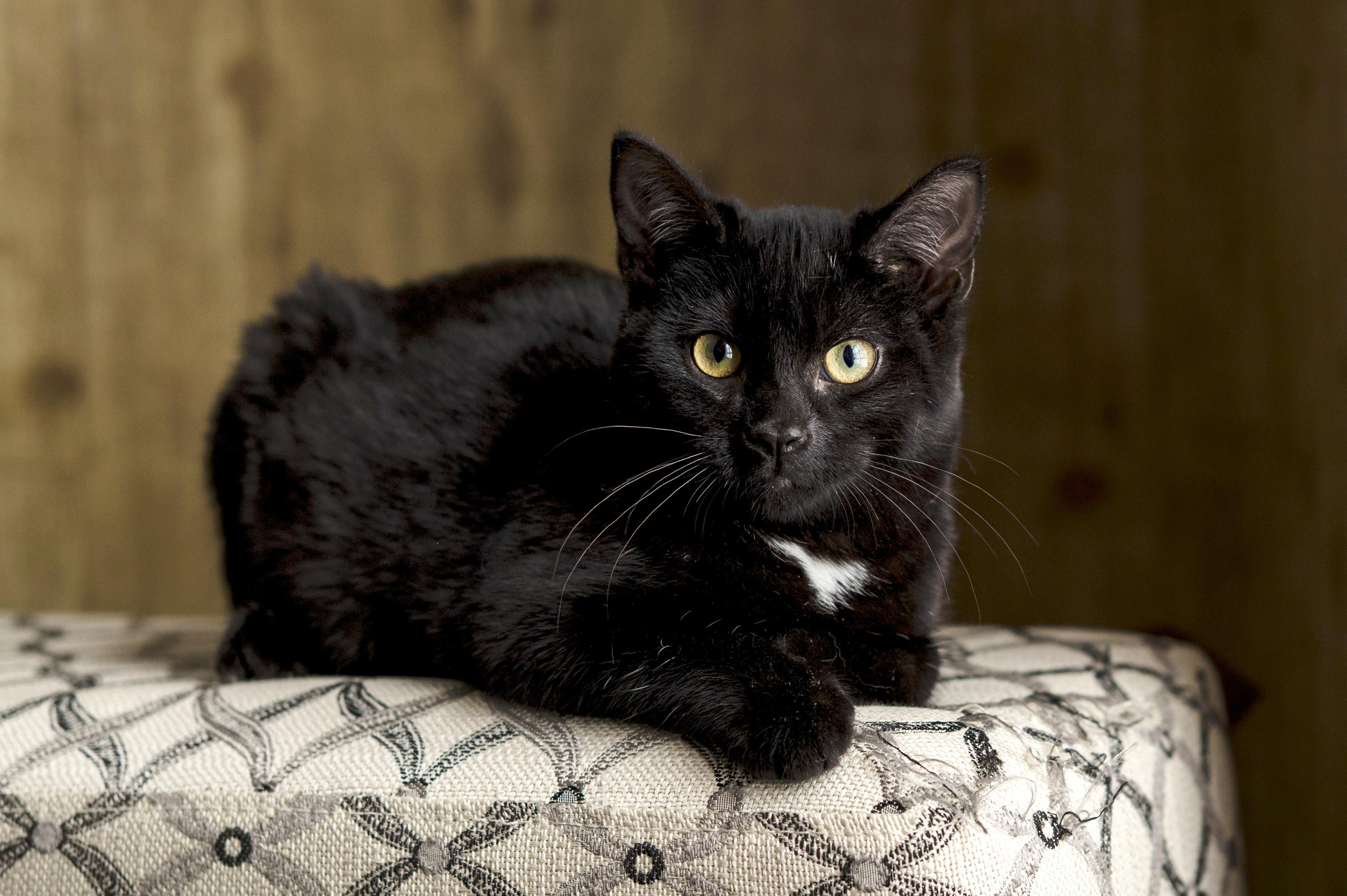 Crest, adopted, Kitten Female Domestic Short Hair.