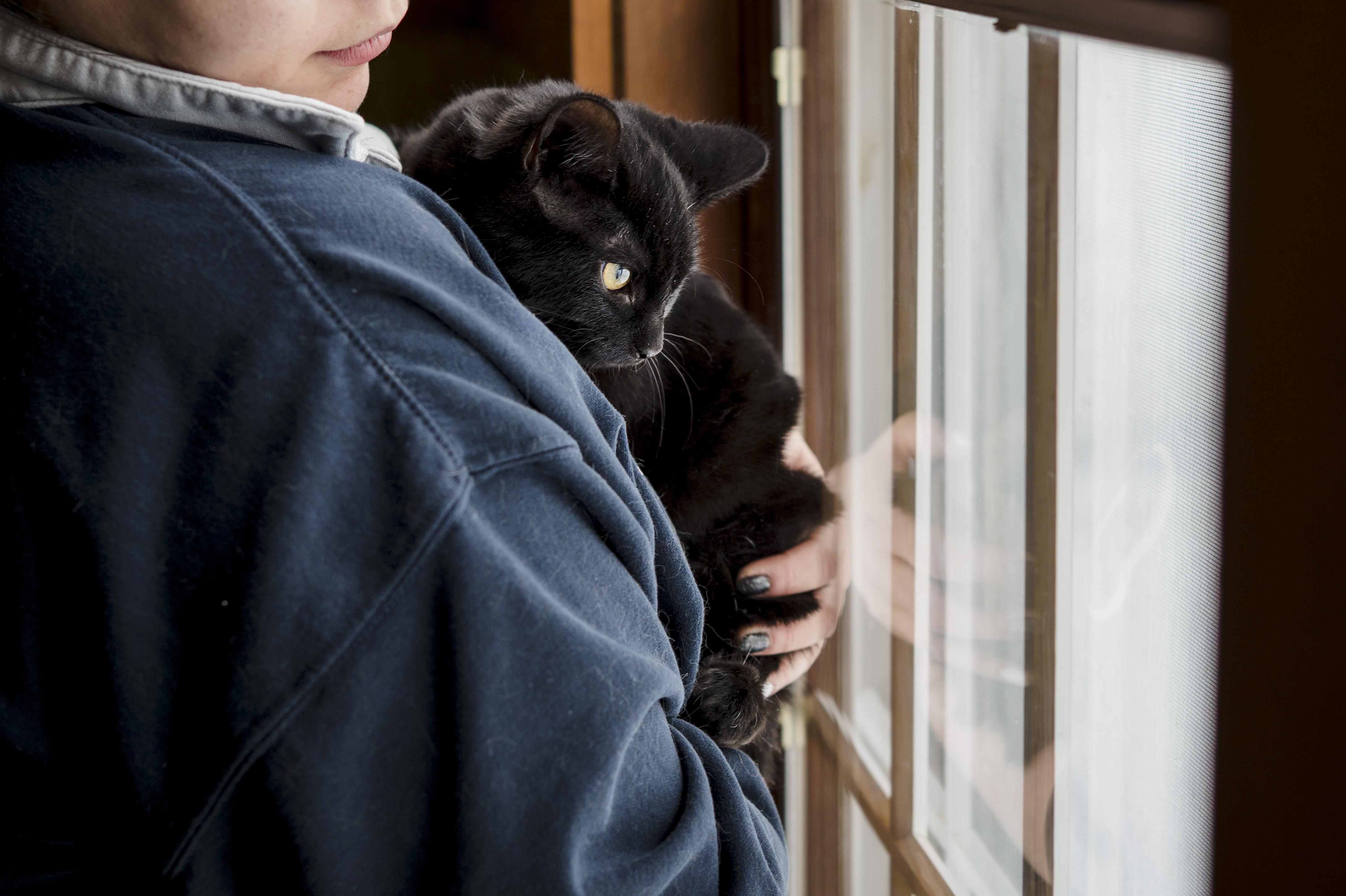 Enlarge Crest, an adopted Domestic Short Hair in Wakefield, QC image 2/6