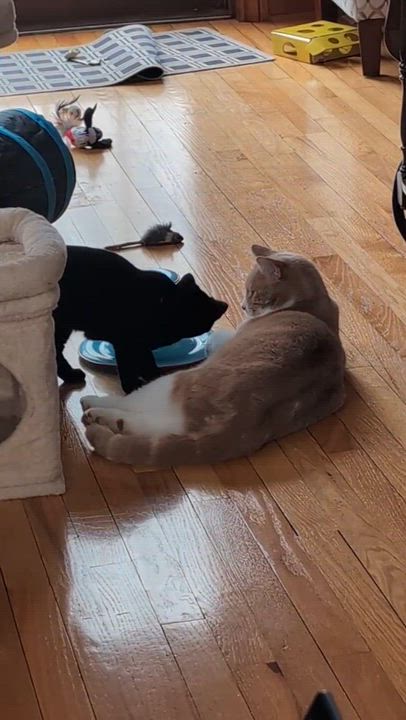 Enlarge Crest, an adopted Domestic Short Hair in Wakefield, QC video 5/6