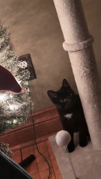 Enlarge Crest, an adopted Domestic Short Hair in Wakefield, QC video 6/6