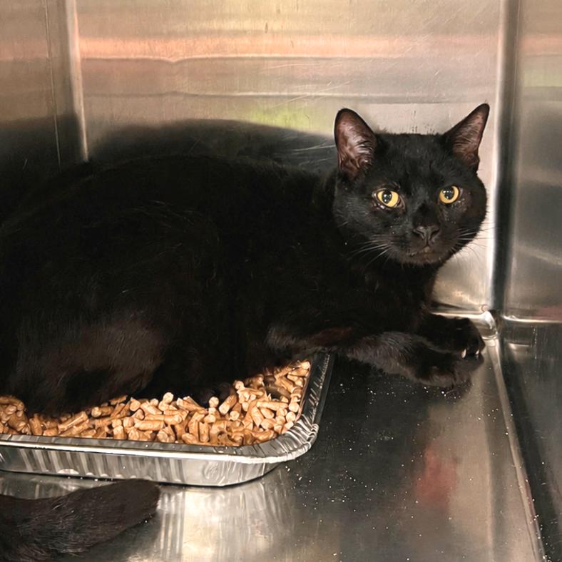 Daffy*, Adoptable, Adult Male Domestic Short Hair.