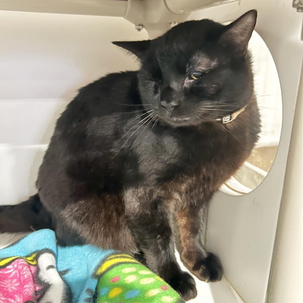 Daffy*, a Adoptable Domestic Short Hair in San Gabriel, CA image 2/6