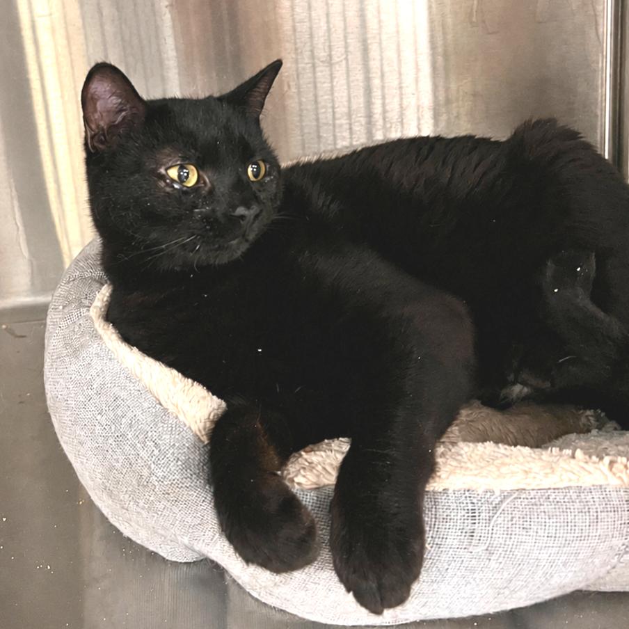 Daffy*, a Adoptable Domestic Short Hair in San Gabriel, CA image 3/6