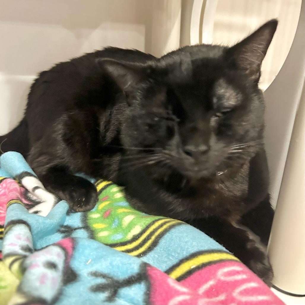 Daffy*, a Adoptable Domestic Short Hair in San Gabriel, CA image 4/6