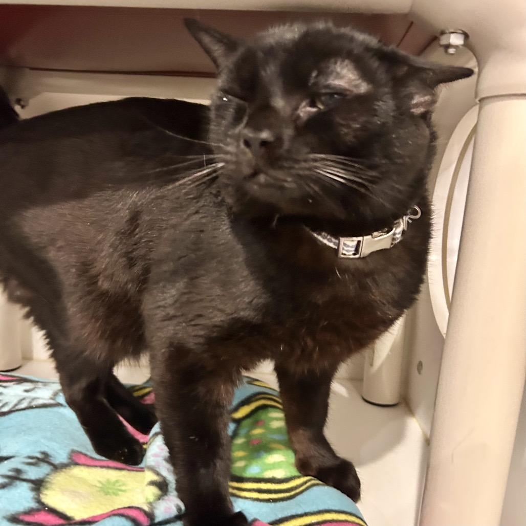 Daffy*, a Adoptable Domestic Short Hair in San Gabriel, CA image 5/6