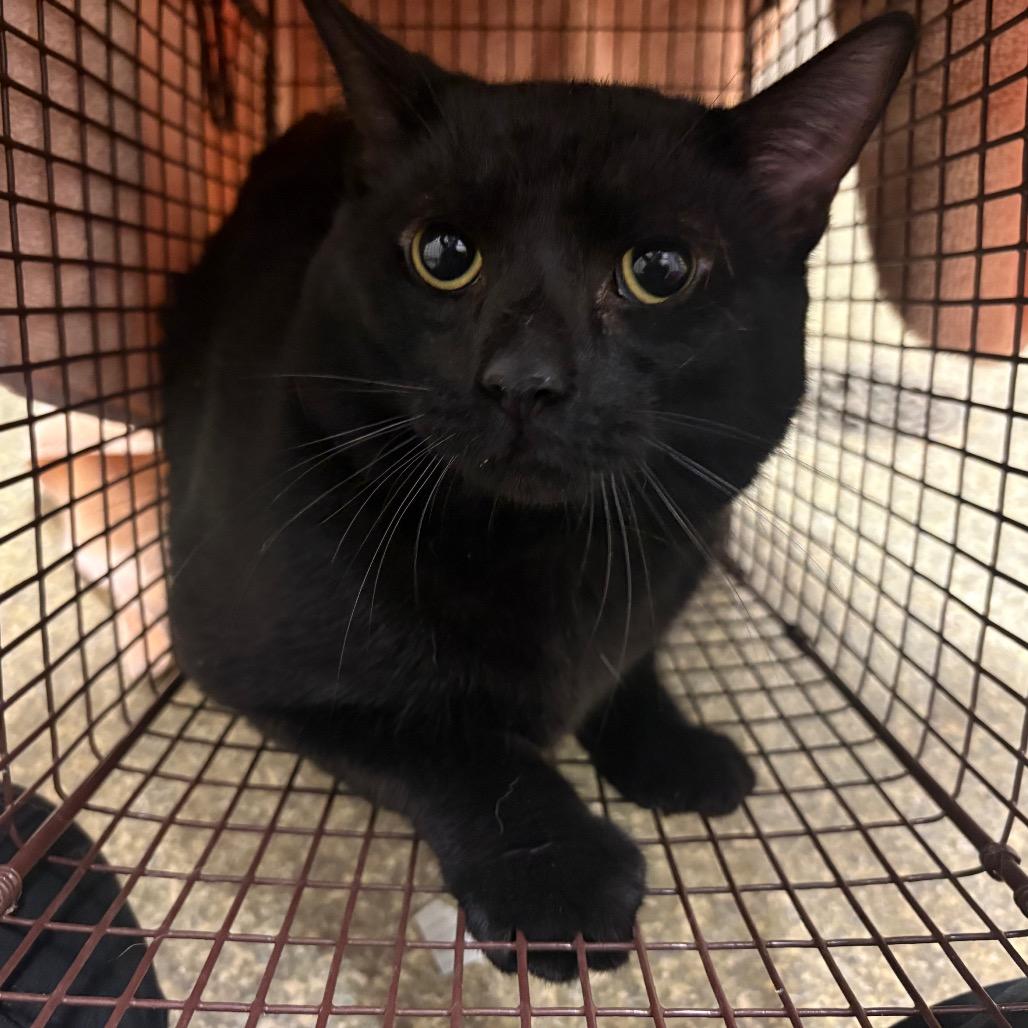 Enlarge Daffy*, a Adoptable Domestic Short Hair in San Gabriel, CA image 1/1