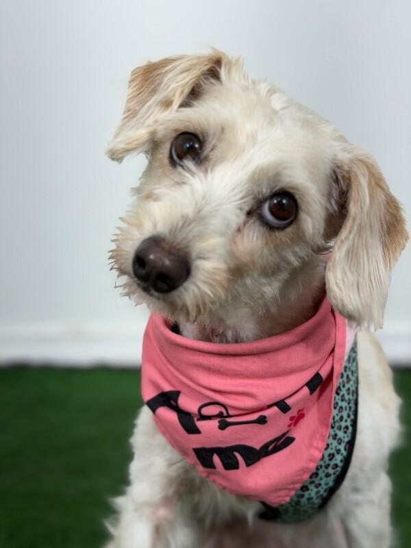 Enlarge Nala, a Adoptable mixed breed in El Cajon, CA image 1/1