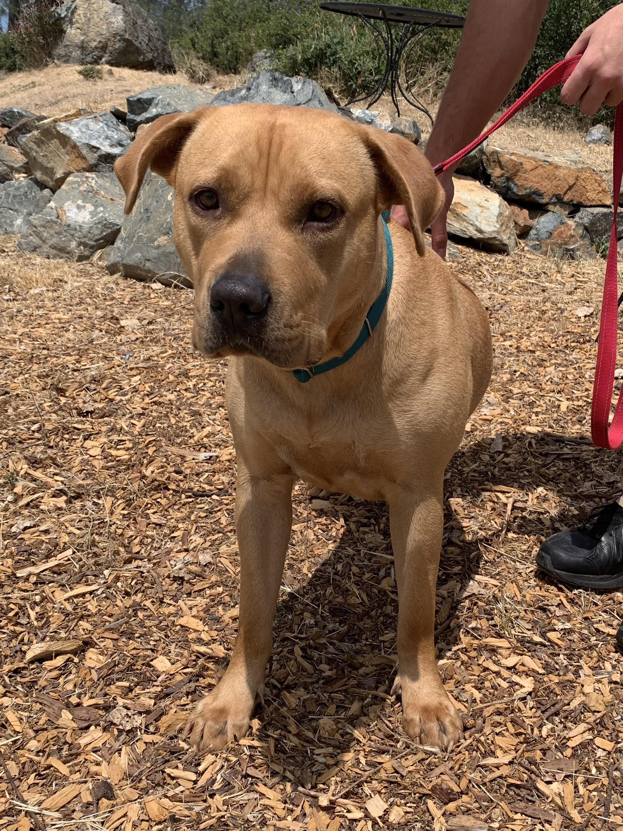 Enlarge Flora, a ADOPTABLE mixed breed in Grass Valley, CA image 4/6