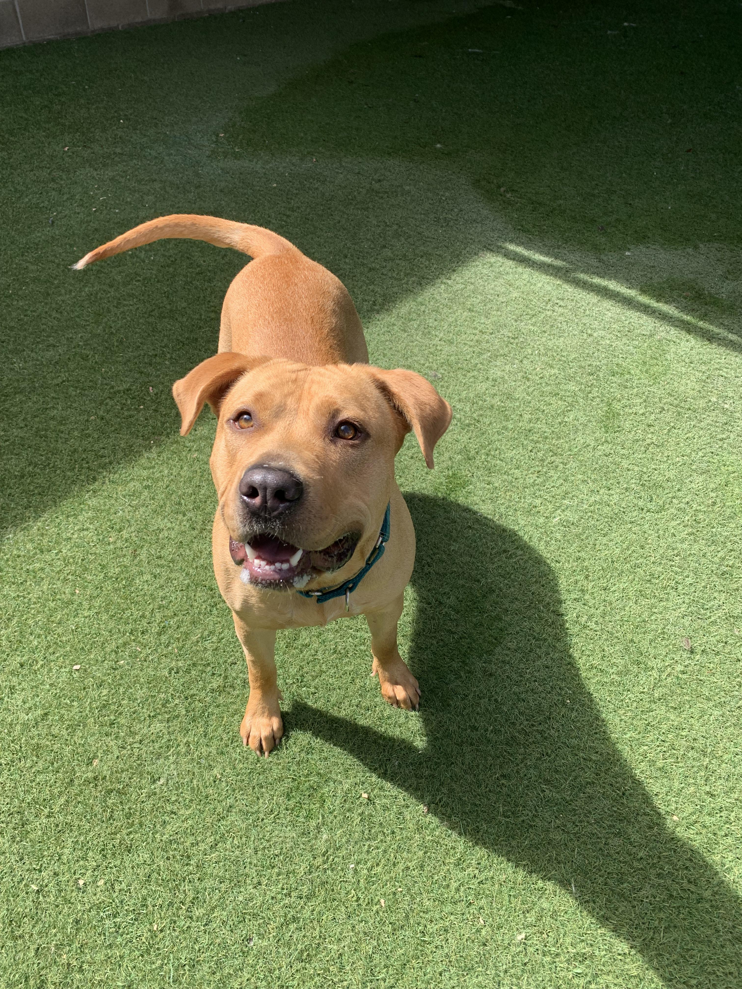Flora, ADOPTABLE, Adult Female Terrier.
