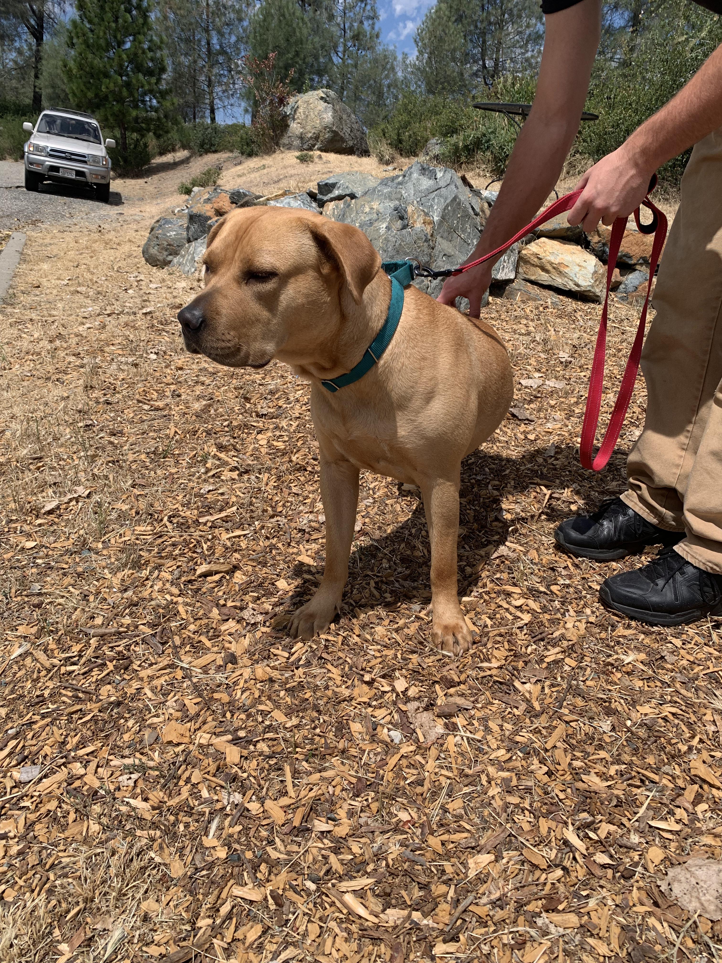 Enlarge Flora, a ADOPTABLE mixed breed in Grass Valley, CA image 5/6