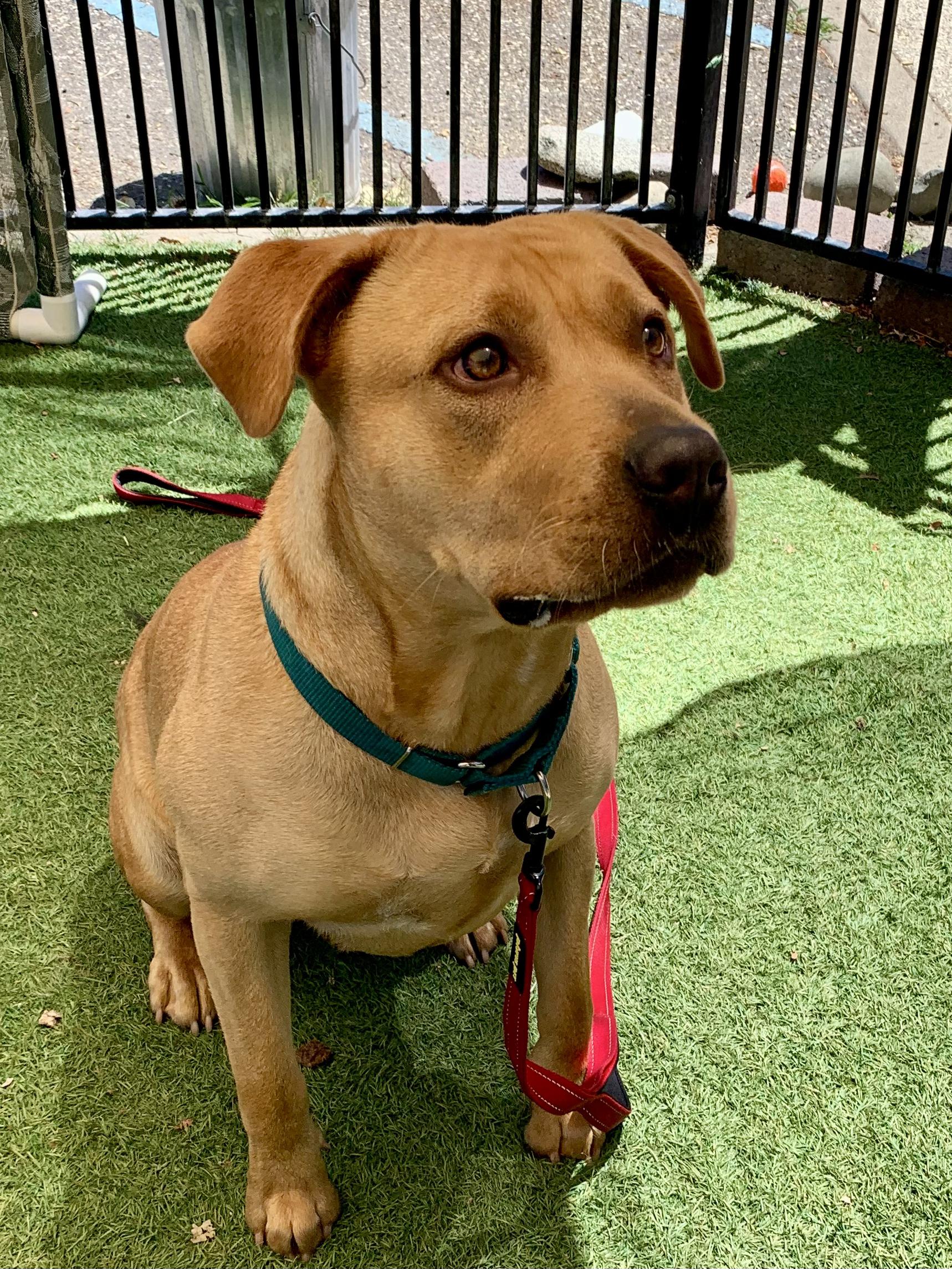 Enlarge Flora, a ADOPTABLE mixed breed in Grass Valley, CA image 6/6