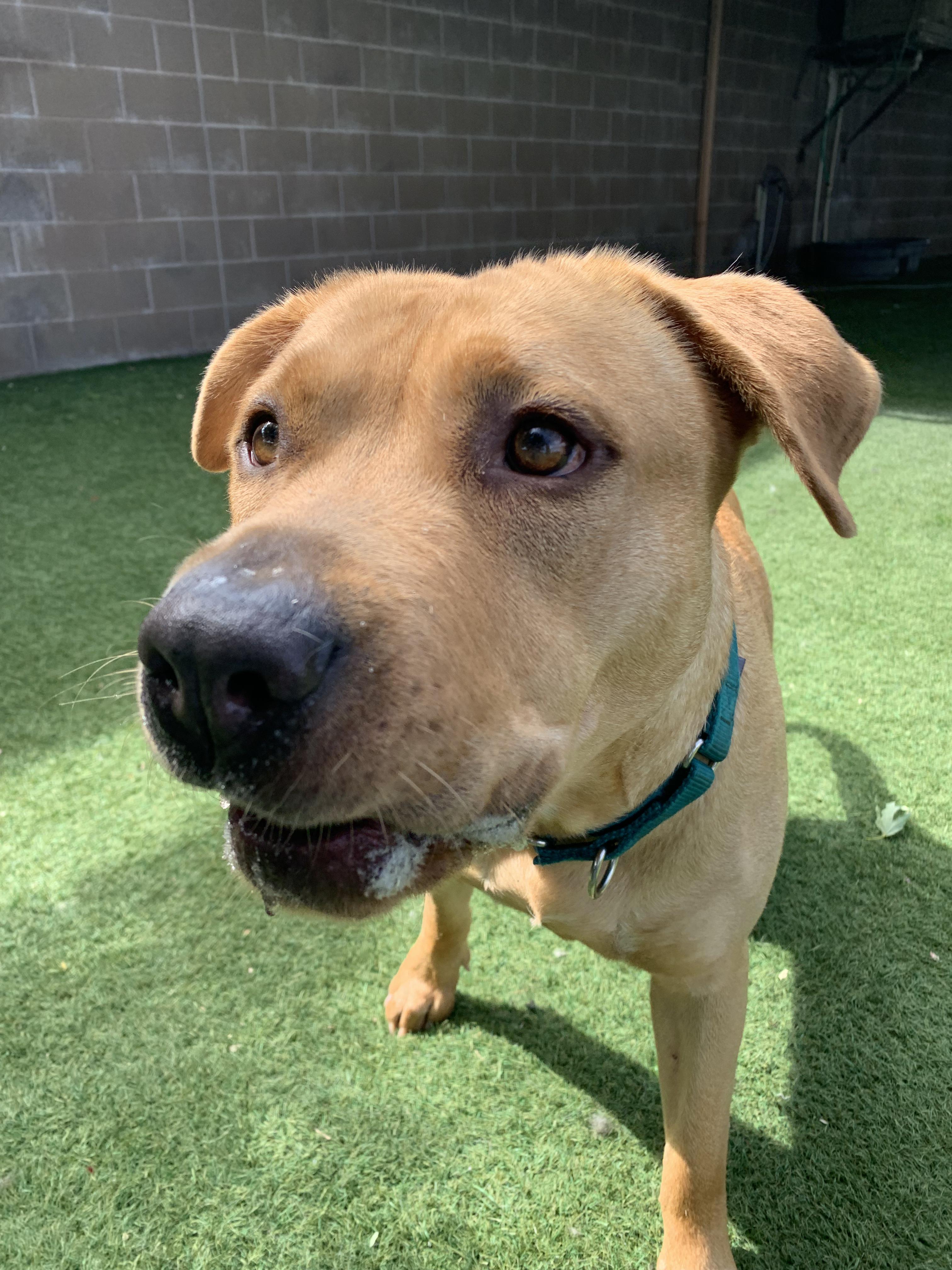 Enlarge Flora, a ADOPTABLE mixed breed in Grass Valley, CA image 5/6