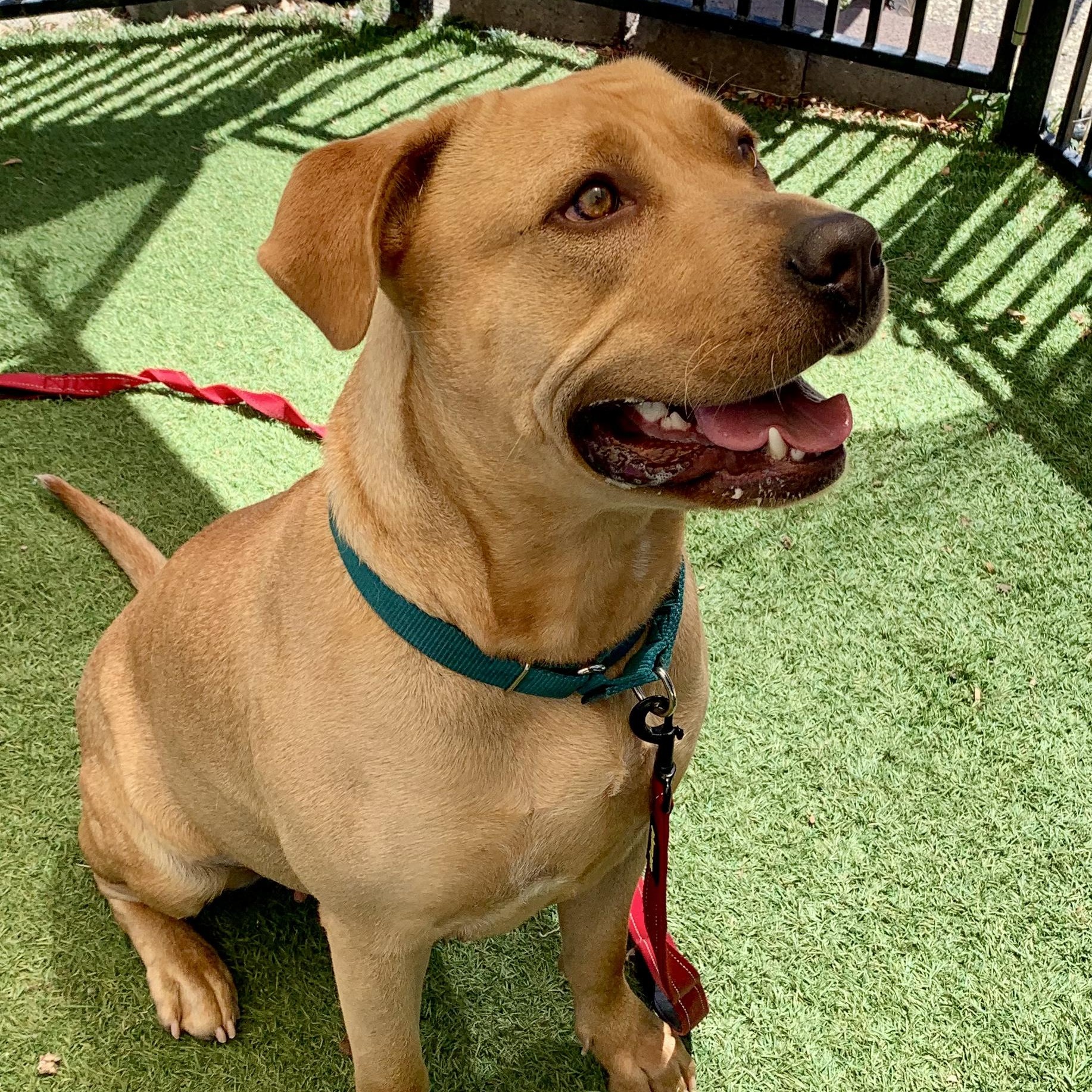 Flora, ADOPTABLE, Adult Female Terrier.