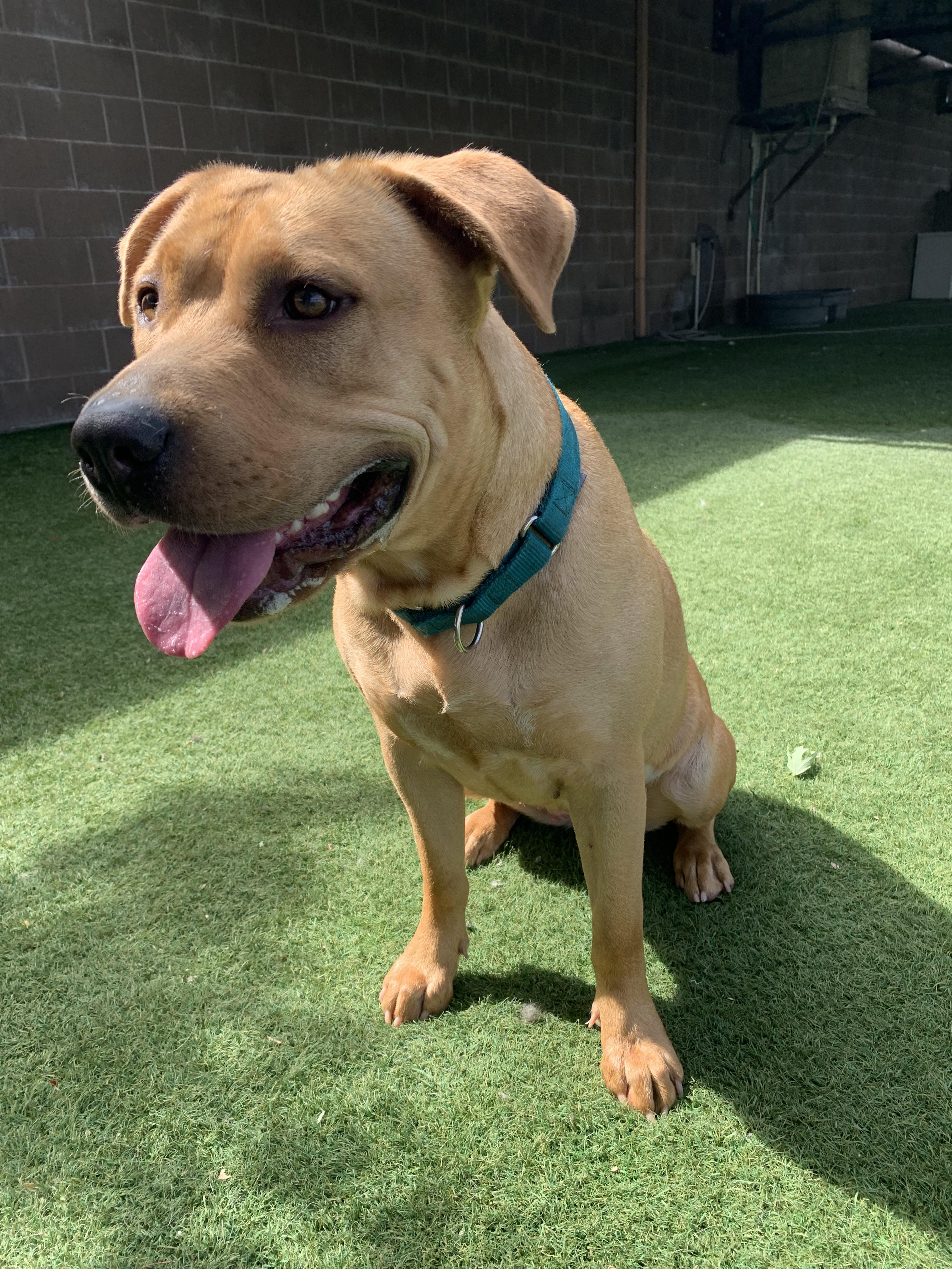 Enlarge Flora, a ADOPTABLE mixed breed in Grass Valley, CA image 6/6