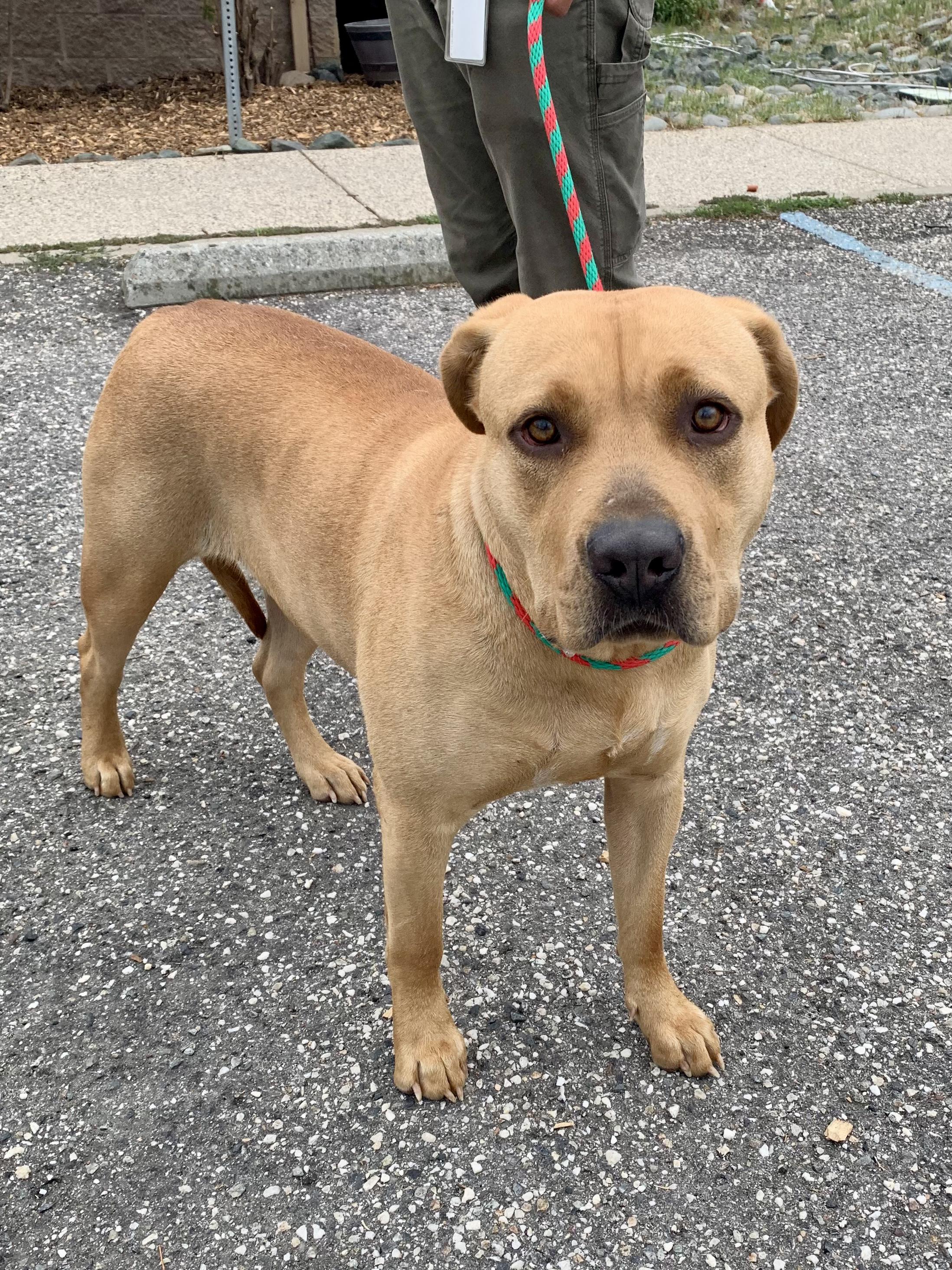 Enlarge Flora, a ADOPTABLE mixed breed in Grass Valley, CA image 3/6