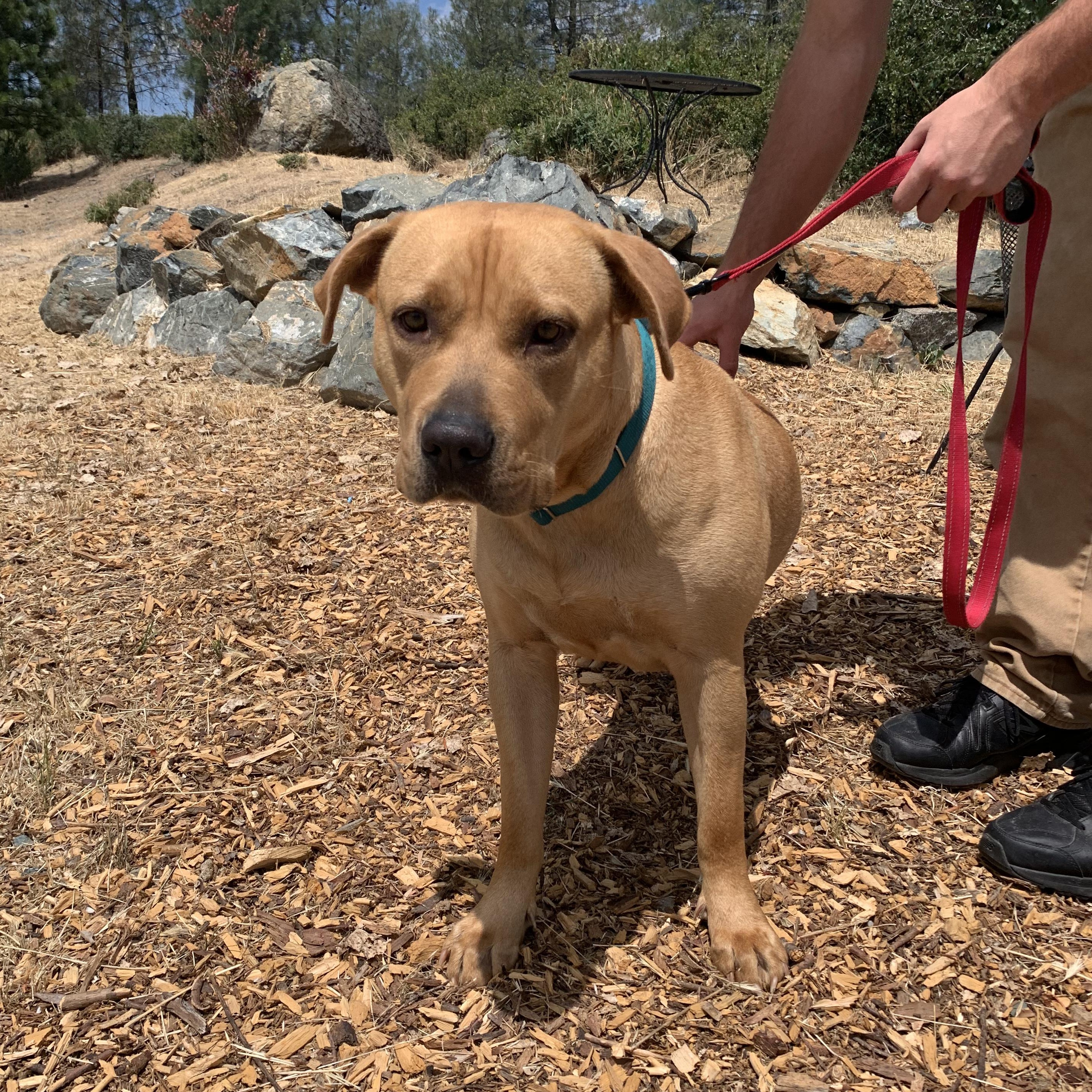 Enlarge Flora, a ADOPTABLE mixed breed in Grass Valley, CA image 2/6