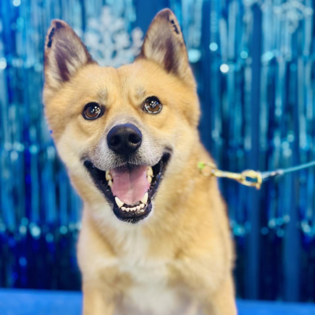 Enlarge Iago, a Adoptable mixed breed in Bellingham, WA image 1/6