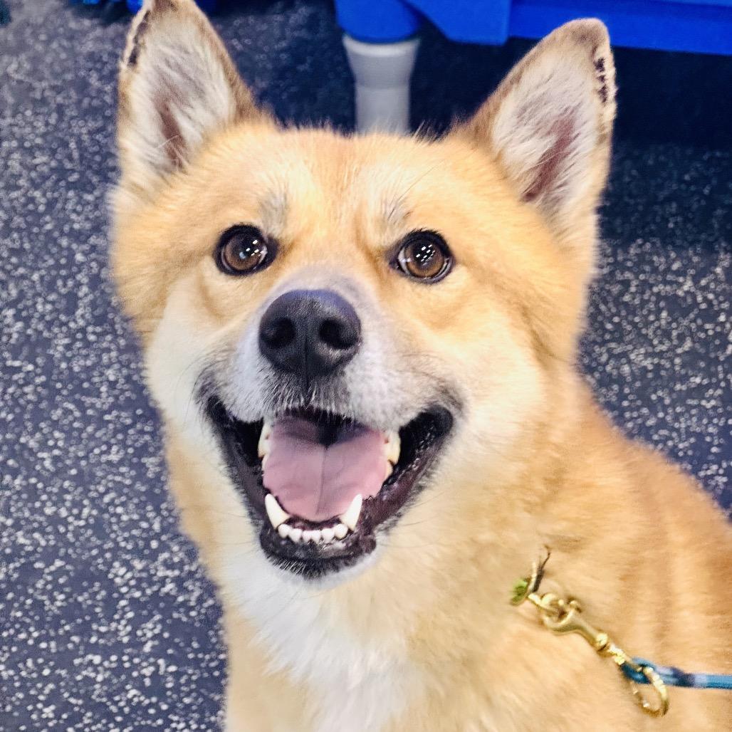 Enlarge Iago, a Adoptable mixed breed in Bellingham, WA image 2/6