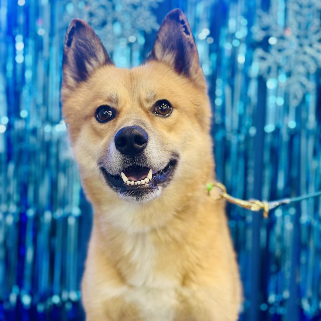 Enlarge Iago, a Adoptable mixed breed in Bellingham, WA image 3/6