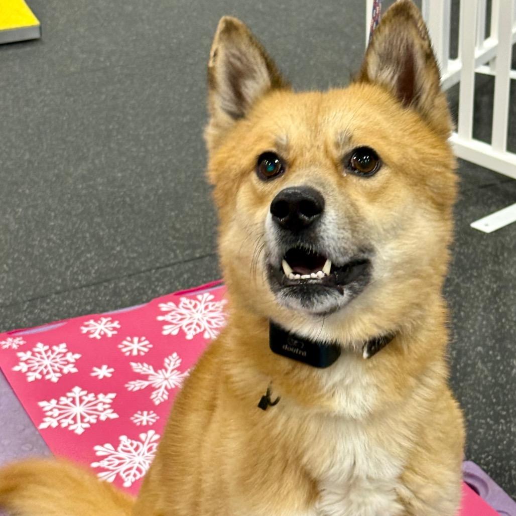 Enlarge Iago, a Adoptable mixed breed in Bellingham, WA image 4/6