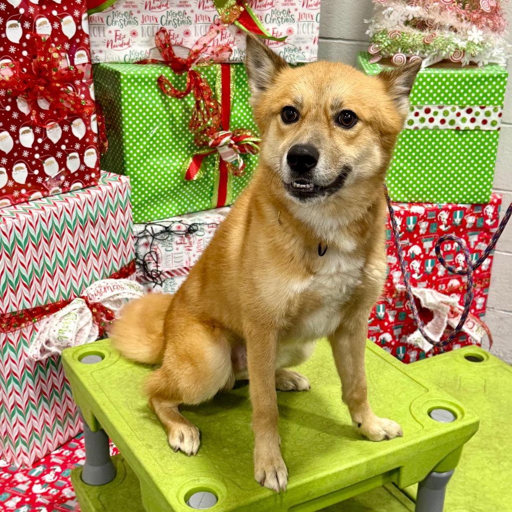 Enlarge Iago, a Adoptable mixed breed in Bellingham, WA image 5/6