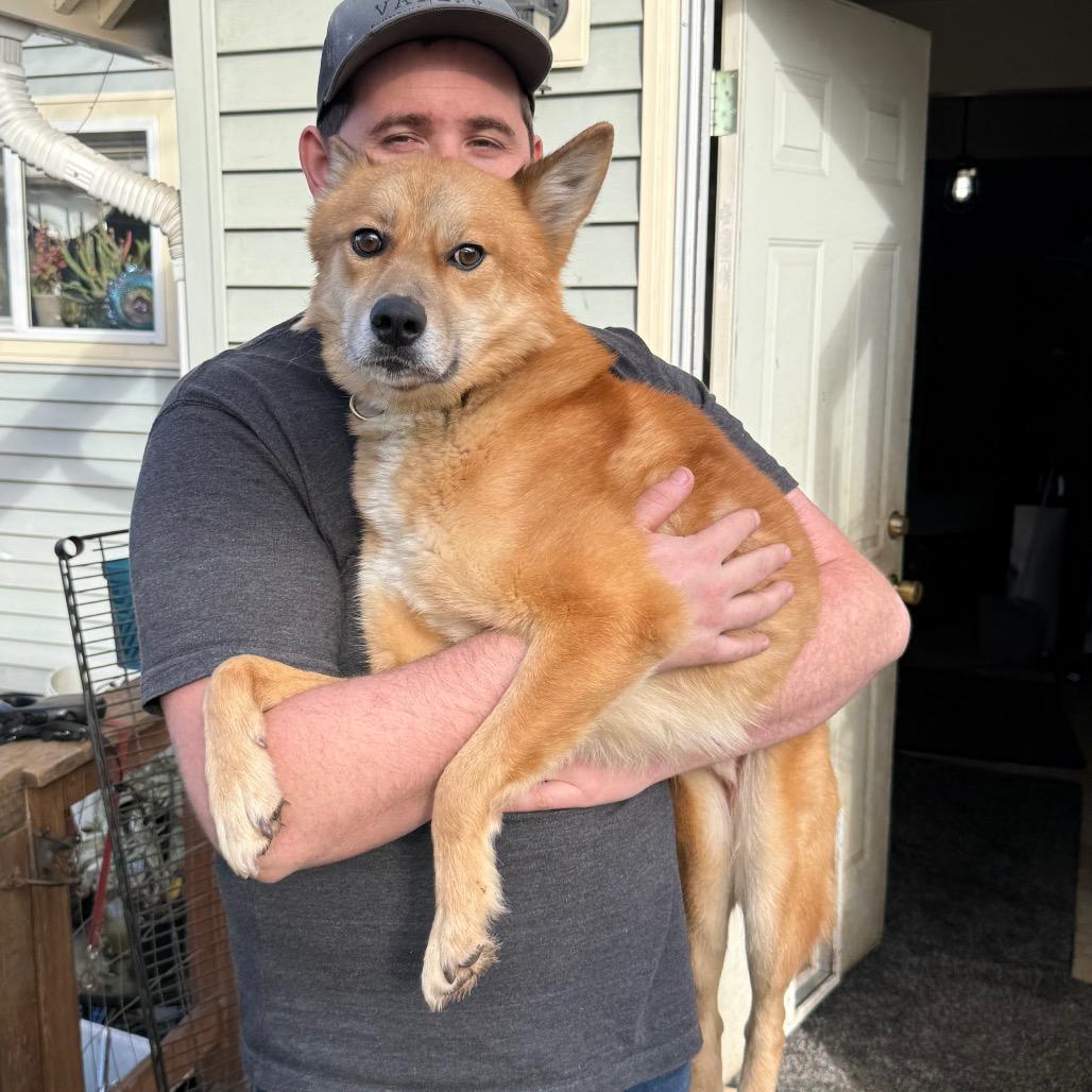 Enlarge iago, a Adoptable mixed breed in Bellingham, WA image 5/6