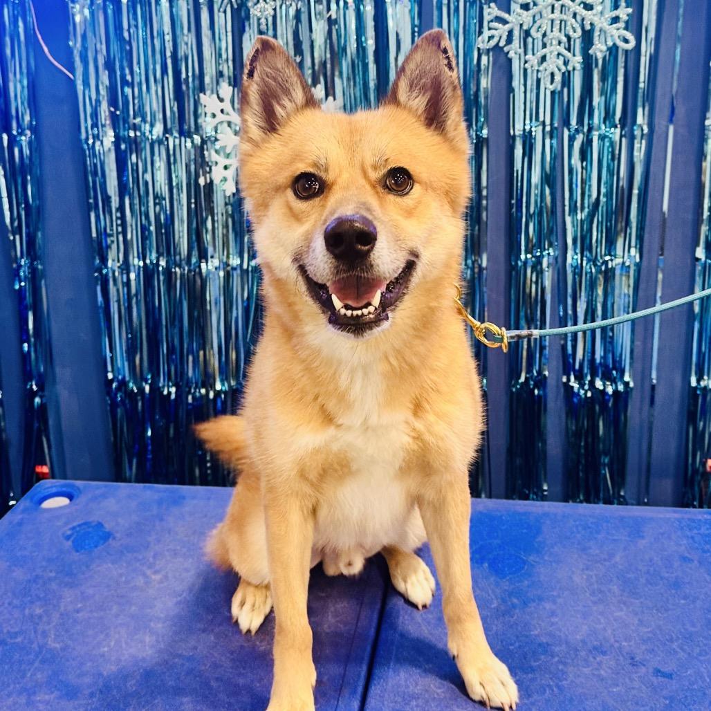 Enlarge Iago, a Adoptable mixed breed in Bellingham, WA image 6/6