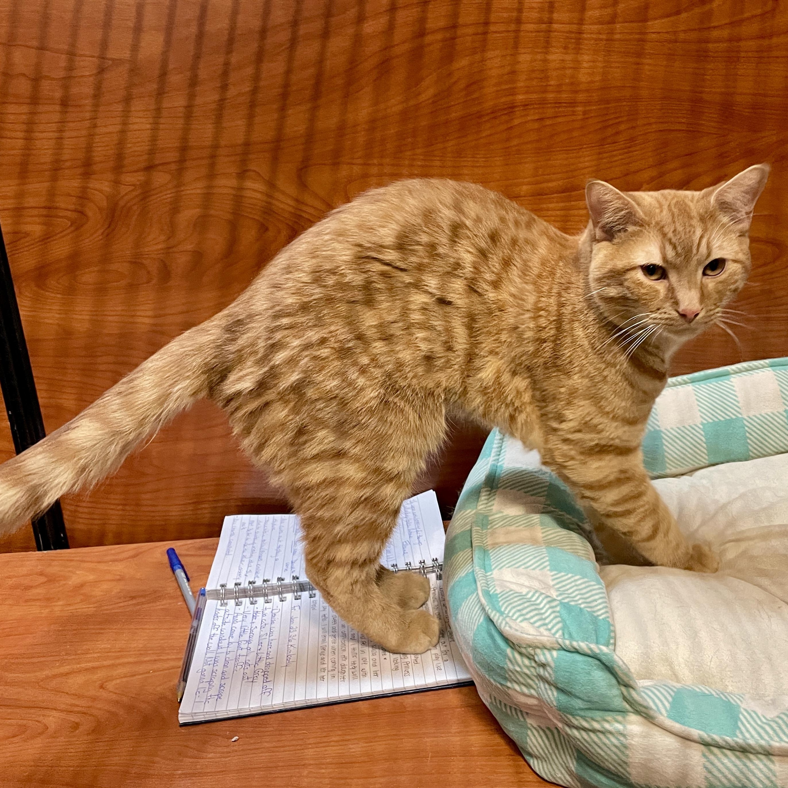 Enlarge Percy, an adopted Domestic Short Hair in Scarborough, ON image 6/6