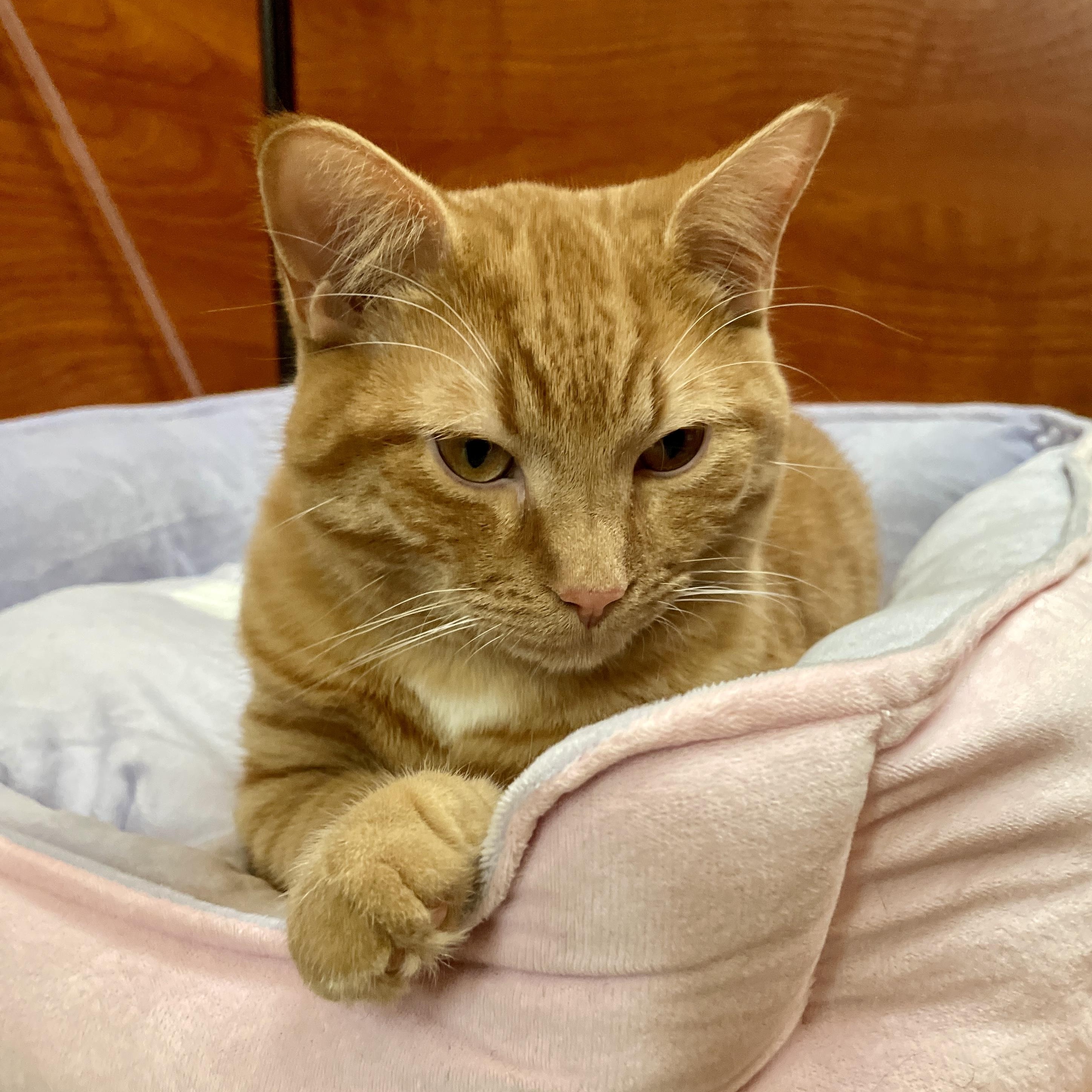 Enlarge Percy, an adopted Domestic Short Hair in Scarborough, ON image 3/6