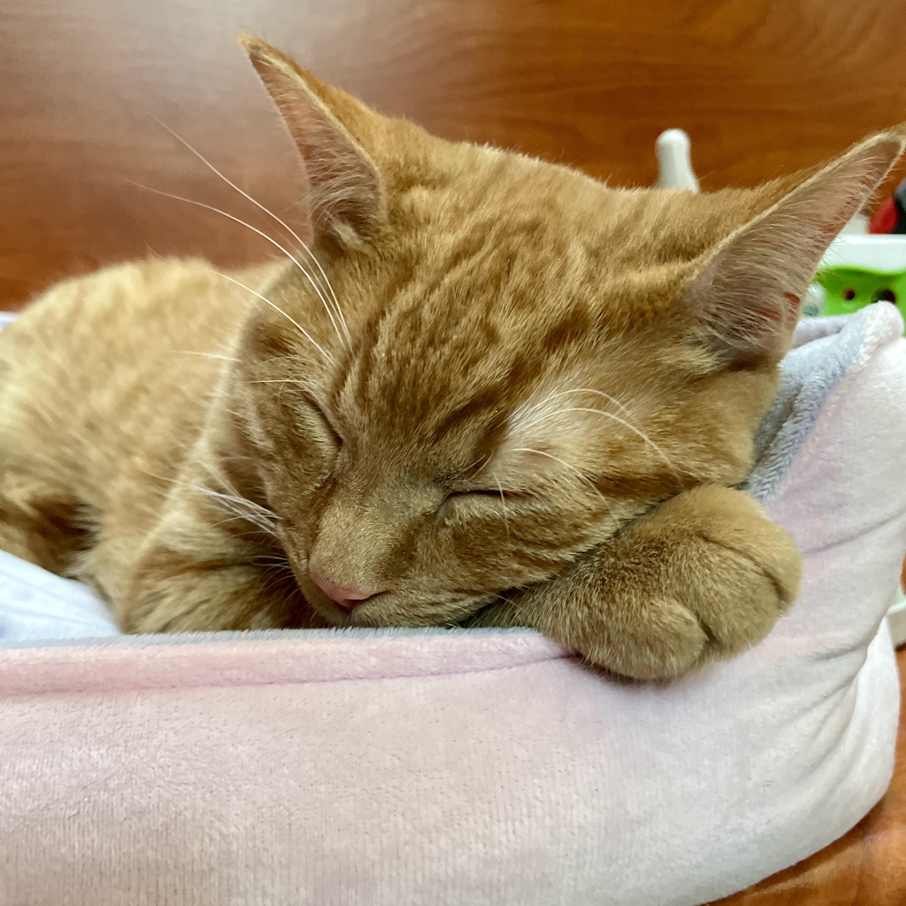 Enlarge Percy, an adopted Domestic Short Hair in Scarborough, ON image 2/6