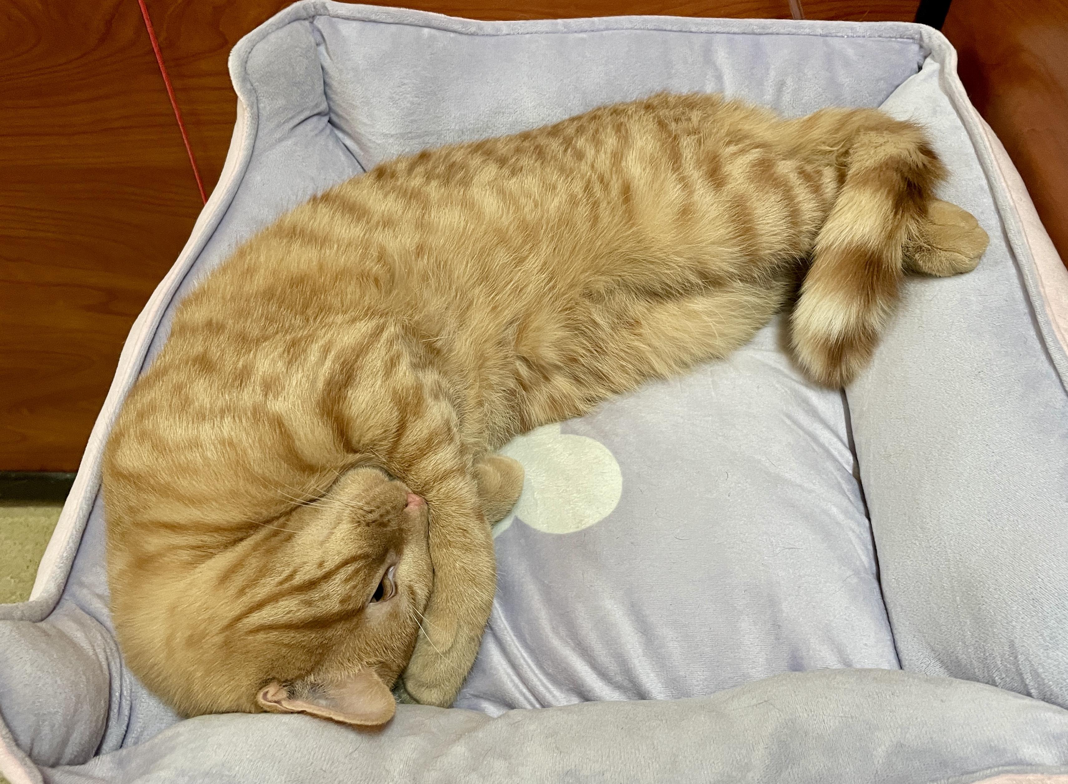 Enlarge Percy, an adopted Domestic Short Hair in Scarborough, ON image 4/6