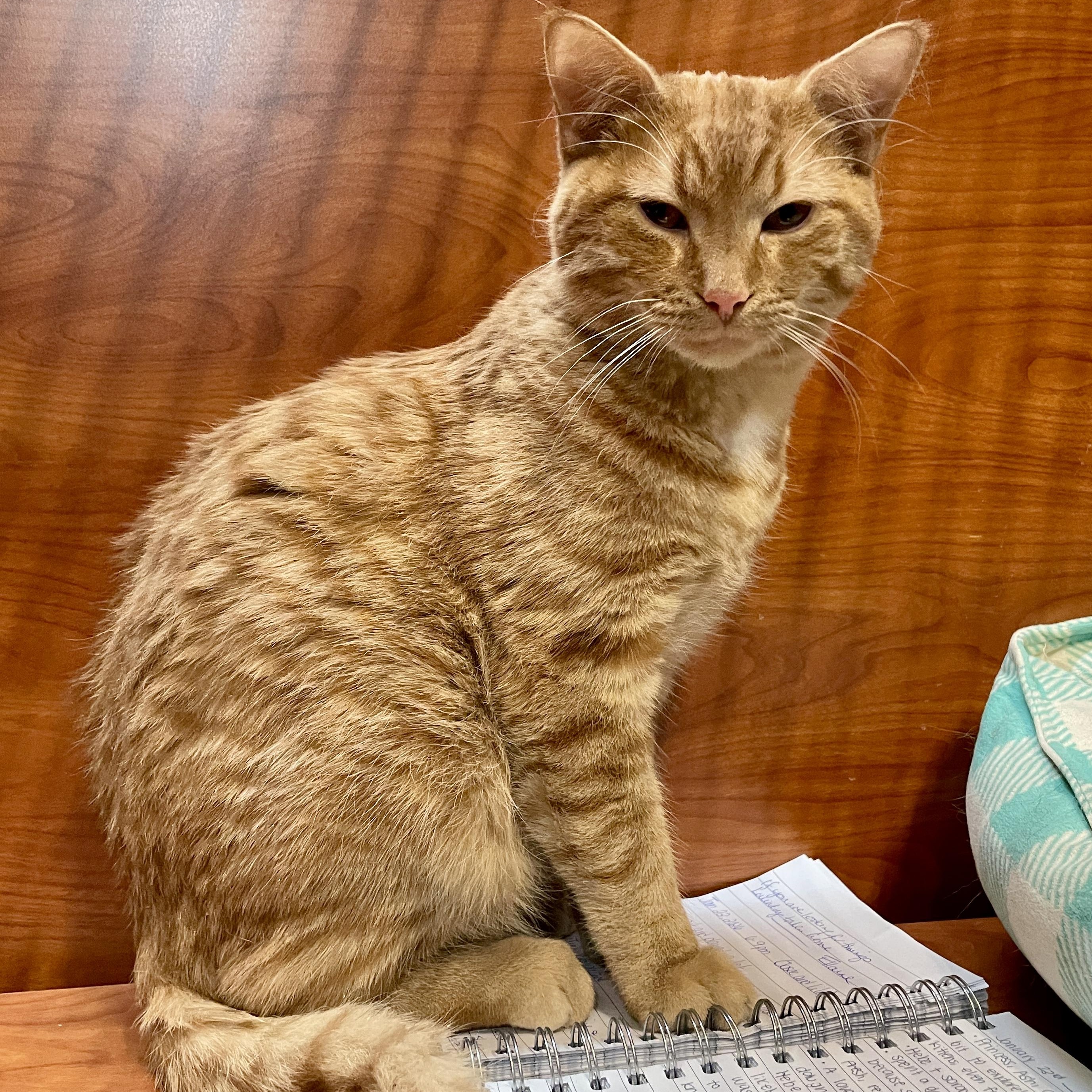 Enlarge Percy, an adopted Domestic Short Hair in Scarborough, ON image 1/6