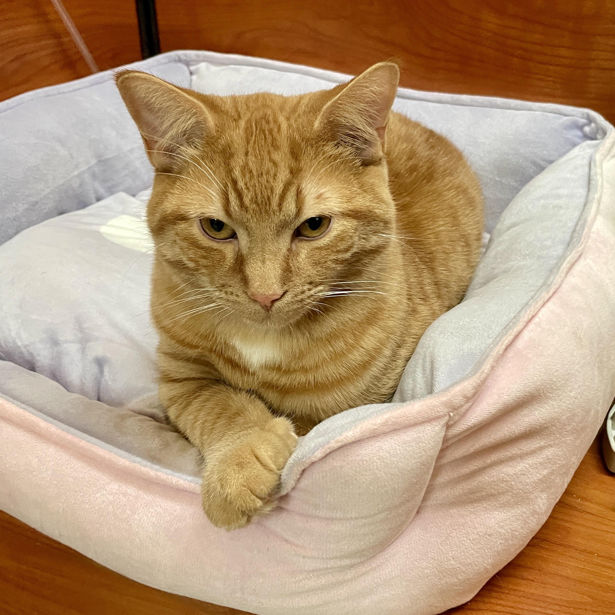 Enlarge Percy, an adopted Domestic Short Hair in Scarborough, ON image 5/6