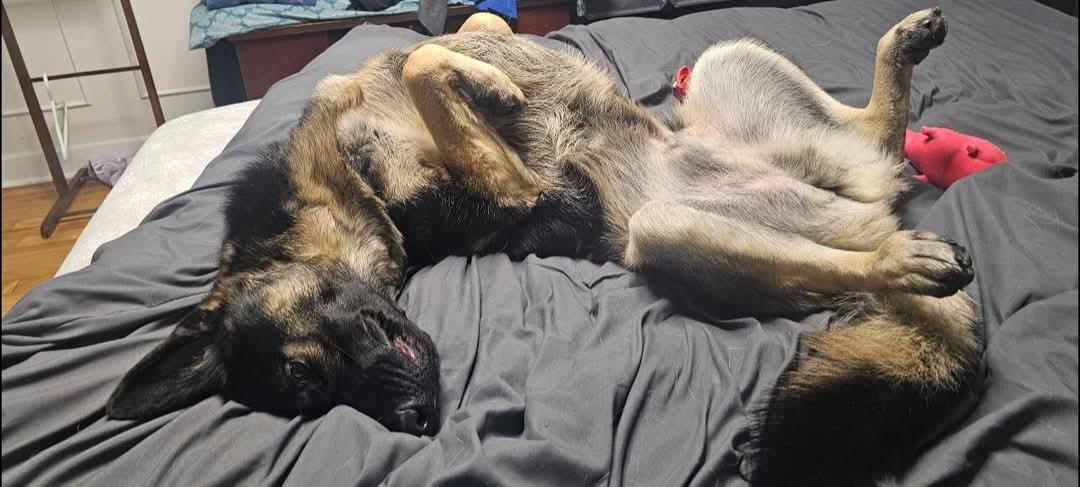 Fred, an adoptable German Shepherd Dog in Montreal, QC, H3H 1N2 | Photo Image 2