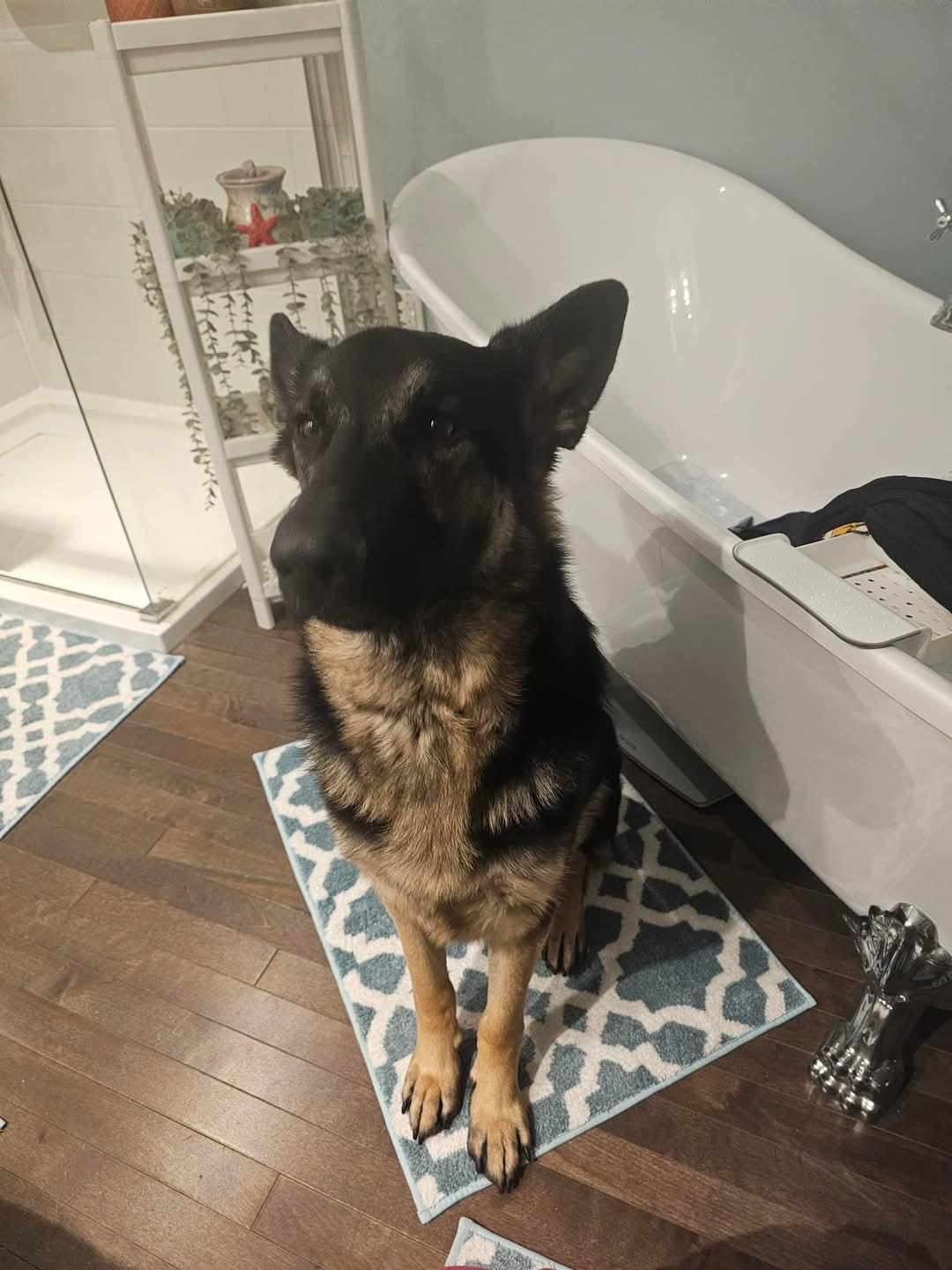 Fred, an adoptable German Shepherd Dog in Montreal, QC, H3H 1N2 | Photo Image 3