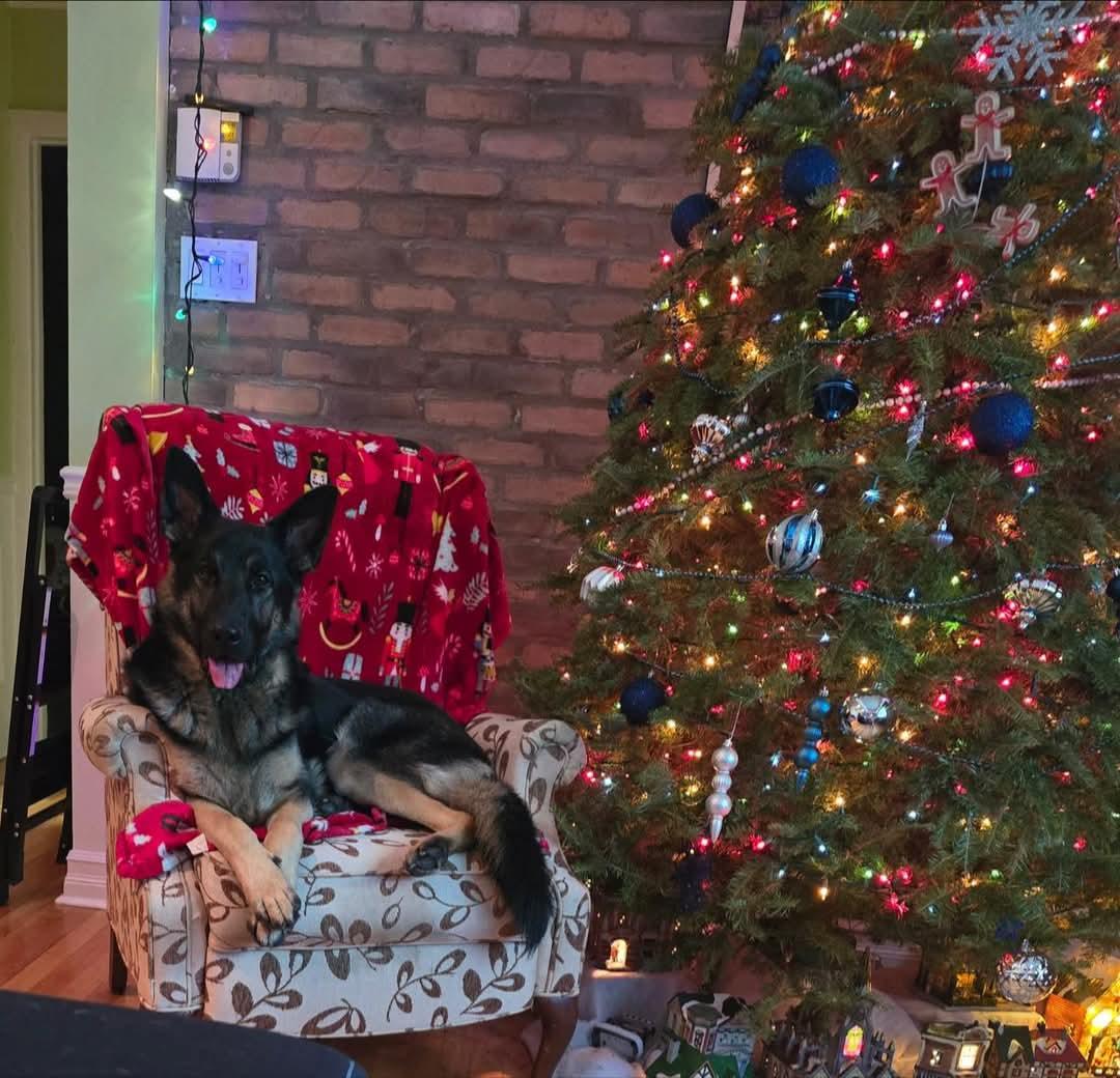 Fred, a Adoptable German Shepherd Dog in Montreal, QC image 4/5