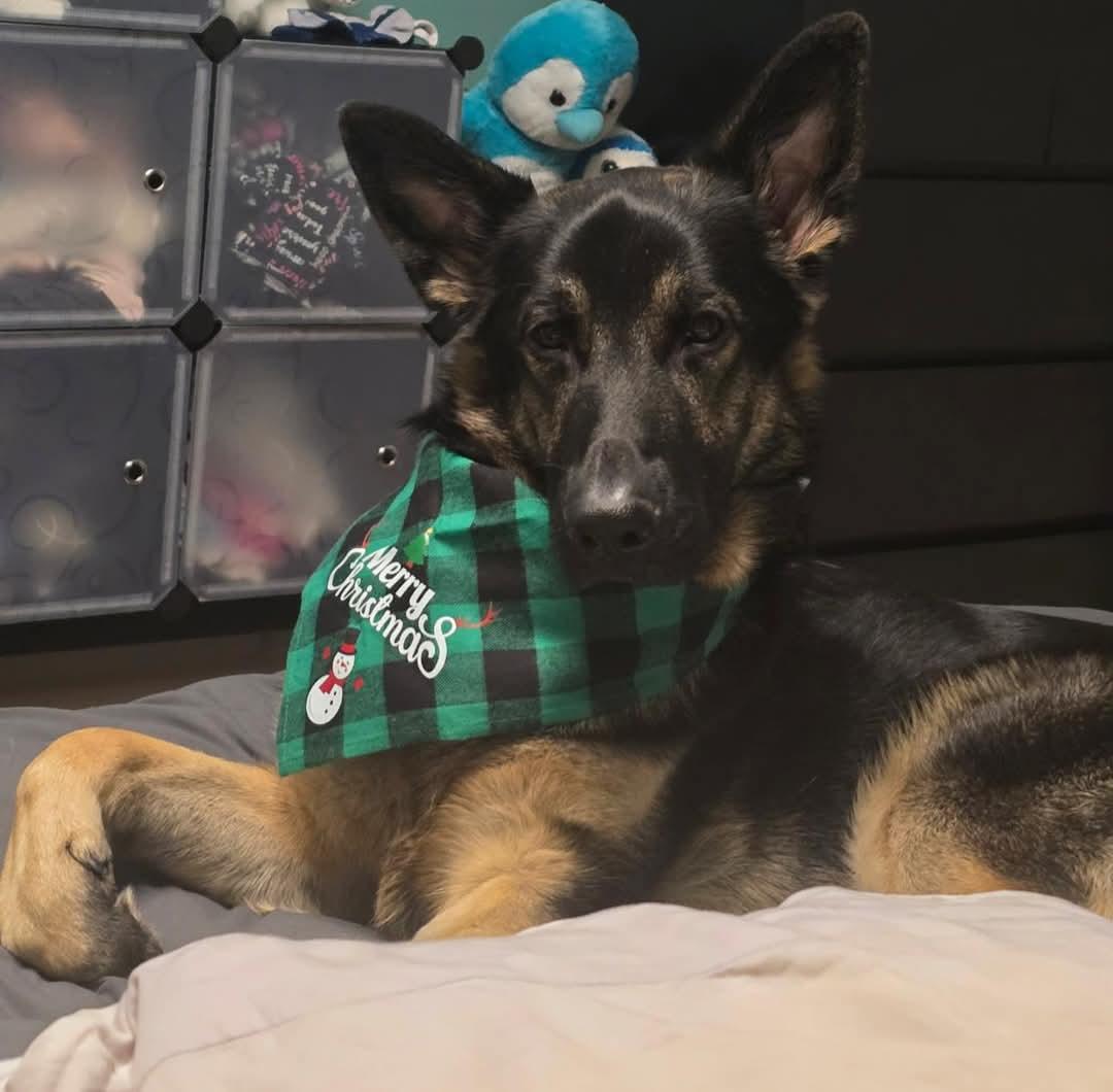 Fred, an adoptable German Shepherd Dog in Montreal, QC, H3H 1N2 | Photo Image 5